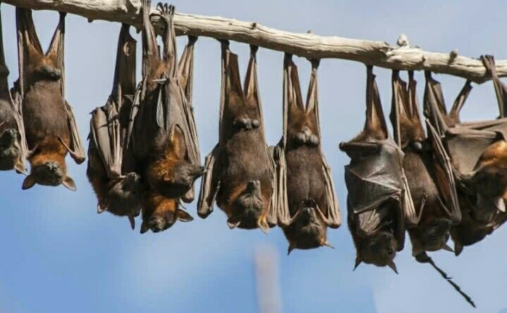 蝙蝠吃什么东西小视频,蝙蝠主要吃什么