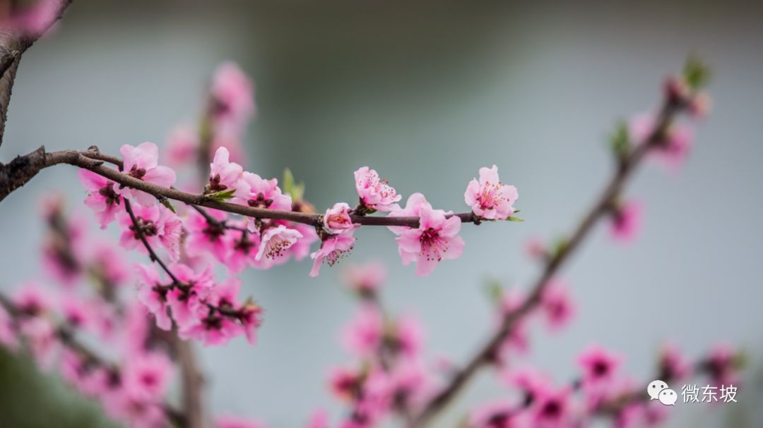 花开十五载,花开十五载筑梦新未来
