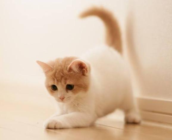 铲屎官曾经养过的宠物,铲屎官抓很多猫咪