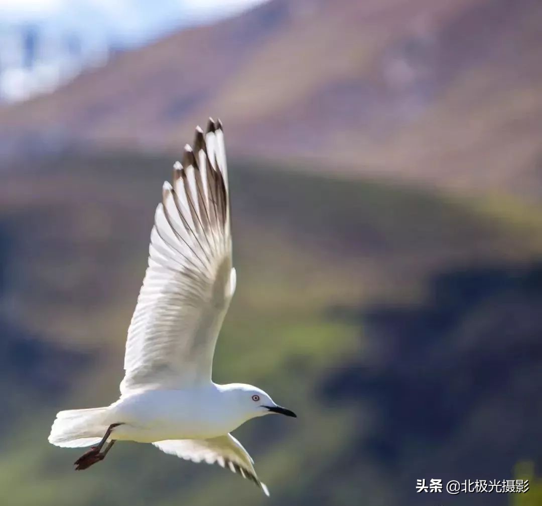 拍摄鸟类照片技巧,拍摄鸟儿照片技巧