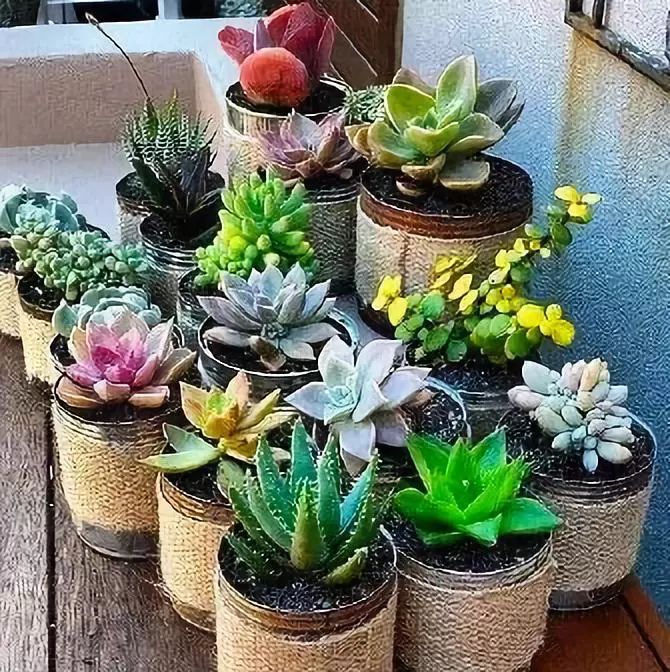 室雅何须大，花香不在多，在小屋里赏花种草，把日子过得刚刚好