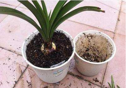 养花换的老土如何处理掉,养花用过的旧土怎么处理