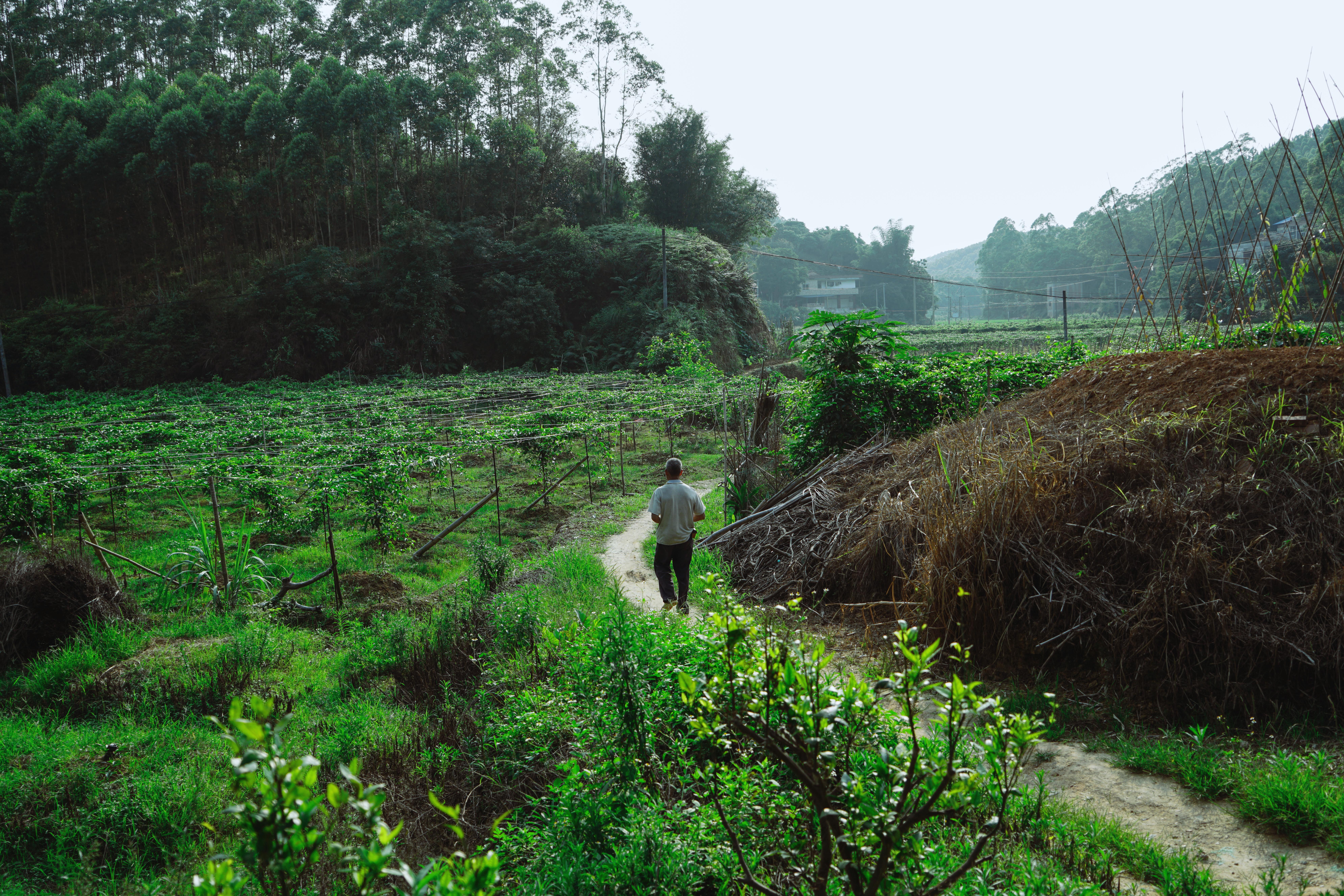 广西十岁百香果女童遇害案过程,广西百香果女孩遇害案进展