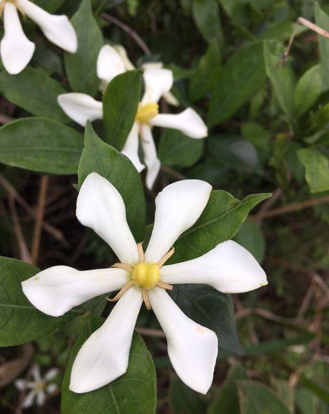 买到黄泥土栀子花,买到黄泥土栽的栀子花怎么处理
