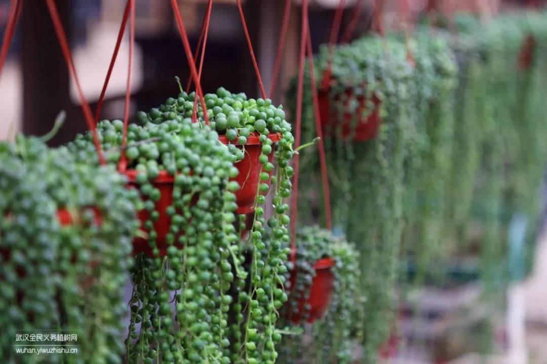 园艺沙龙|前方高能！一大波人相约逛花市，究竟淘了些啥？