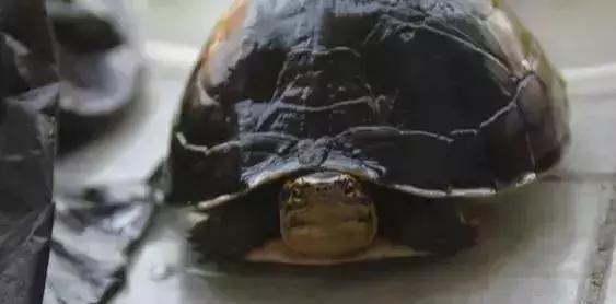 三线闭壳龟和潘氏闭壳龟区别,金头闭壳龟和三线闭壳龟同池
