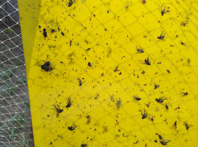 茄子灰霉和霜霉的区别,茄子蚜虫危害