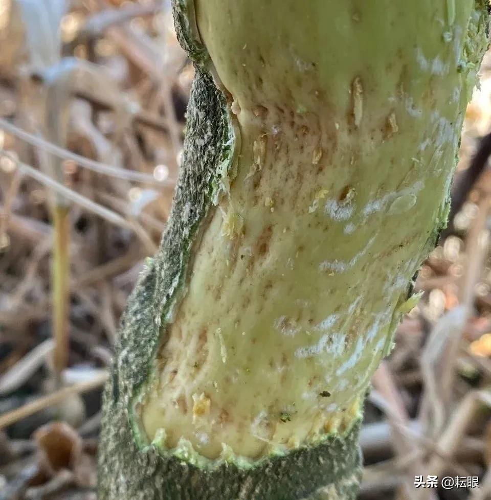 有了红鼻子怎么办,有红鼻头会怎样