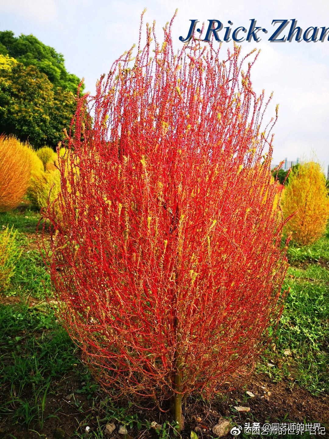 红色地肤草的种植方法,红地肤怎么养