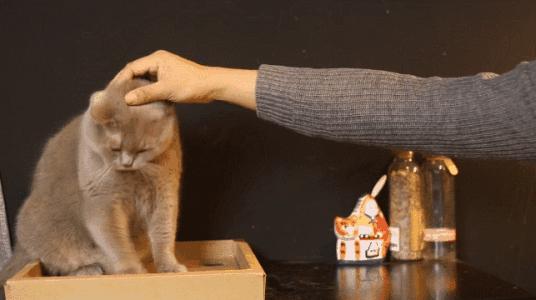 为什么猫咪对人的态度不同,猫咪对人和对猫的态度是一样的吗