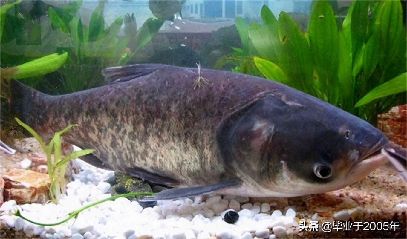 大连旅顺野钓淡水鱼的地方,大连近海常见鱼类图鉴