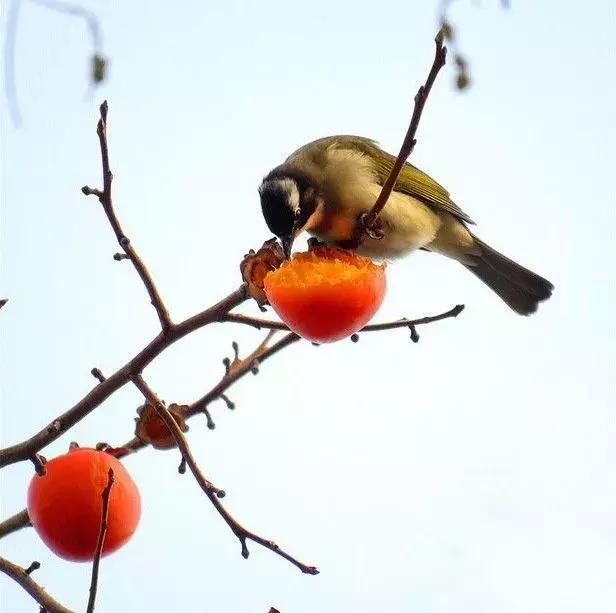柿子熟了美文赏析,柿子熟了美图100张