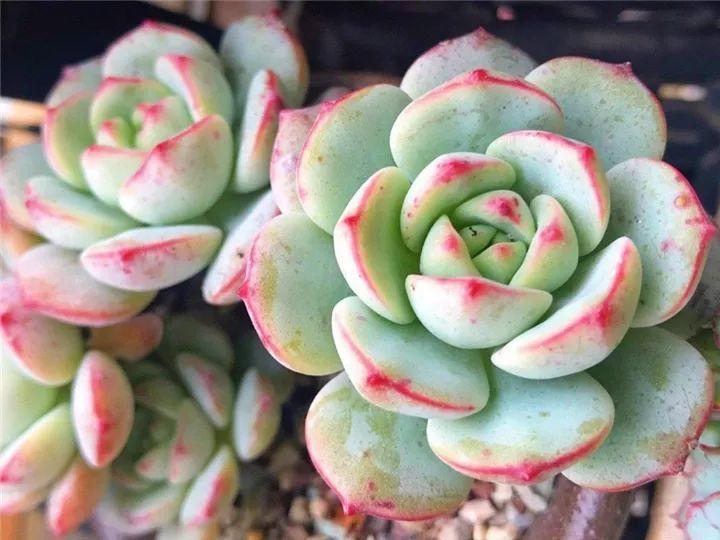 什么多肉夏天也可以继续生长,教你十大多肉养护技巧