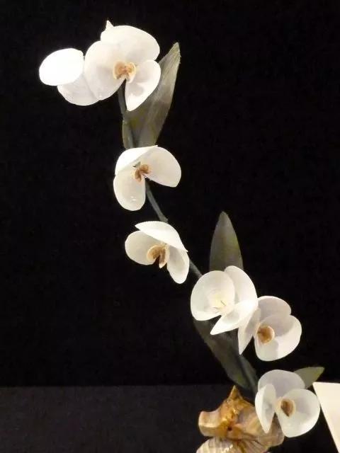 海边捡的贝壳可以做什么手工,贝壳创意手工种花