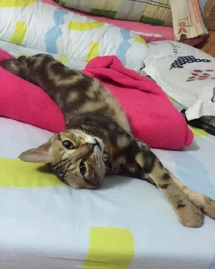 猫的终极凡尔赛：你的屏幕放不下我的腿