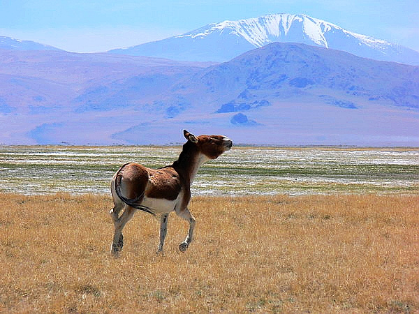 去了10次才总结出来的经验,去了十次西藏总结