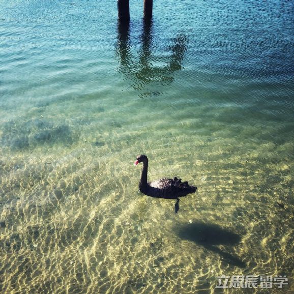 澳洲留学期间签证过期怎么办,在日本留学签证过期了怎么办