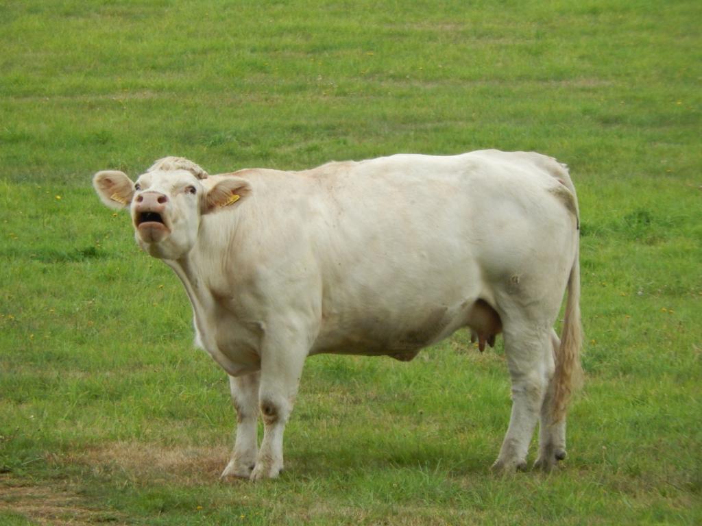 母牛预混料小牛能用吗,育肥牛预混料和母牛预混料的区别