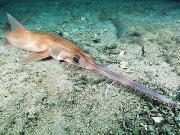 鲨鱼的种类及名称视频,鲨鱼的种类和生活习性