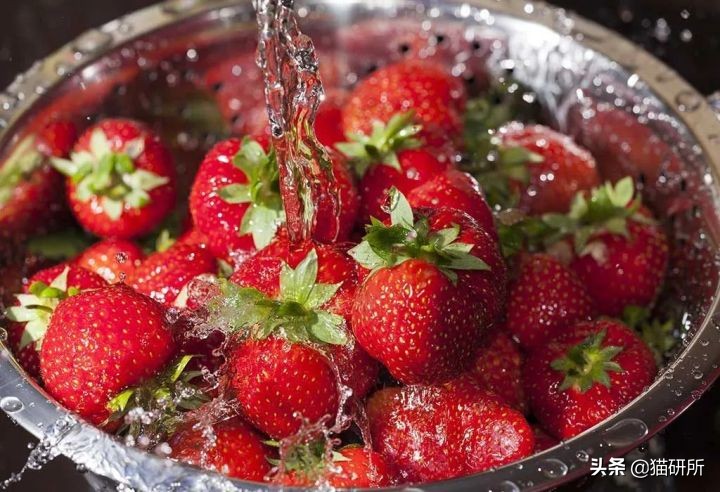 猫为啥爱吃植物,猫爱吃鸡肉还是虾肉