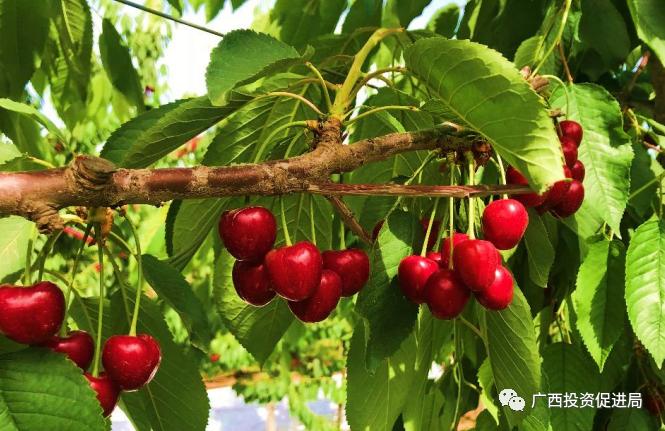 嫽扎咧！携手西部陆海新通道桂陕合作再谱新篇章——自治区投资促进局组队赴陕西开展“民企入桂”精准招商