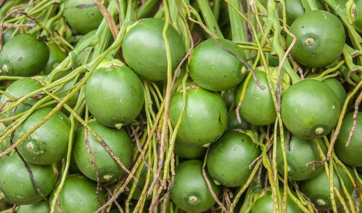 槟榔这么大危害为何不禁售,国家对槟榔政策