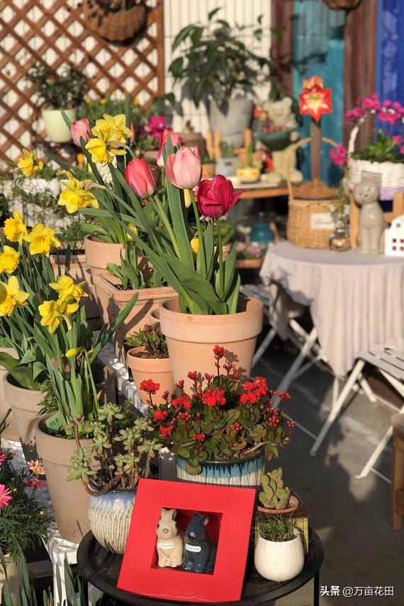 裸根百子莲的栽种方法,马蹄莲的球根种植方法图片大全