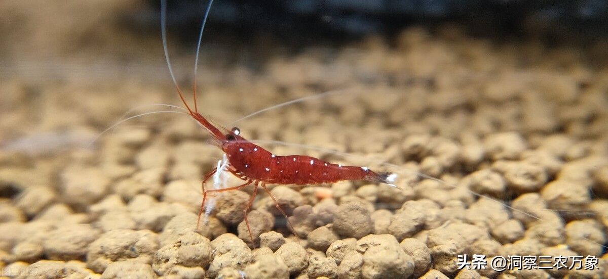 养观赏虾的技巧和方法,观赏虾怎么养才能活得长久