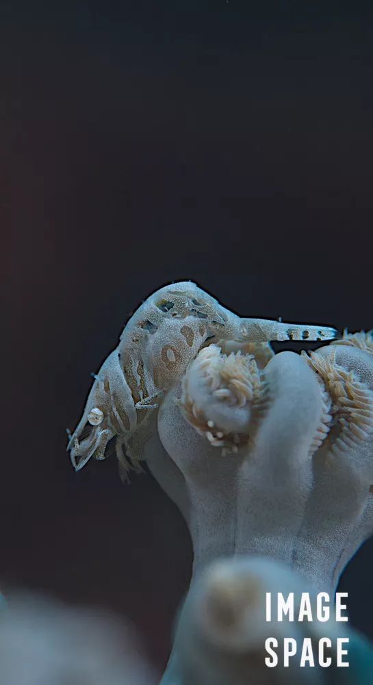 鐪熺浉璁胯皥,寰愬彲鎽勫奖