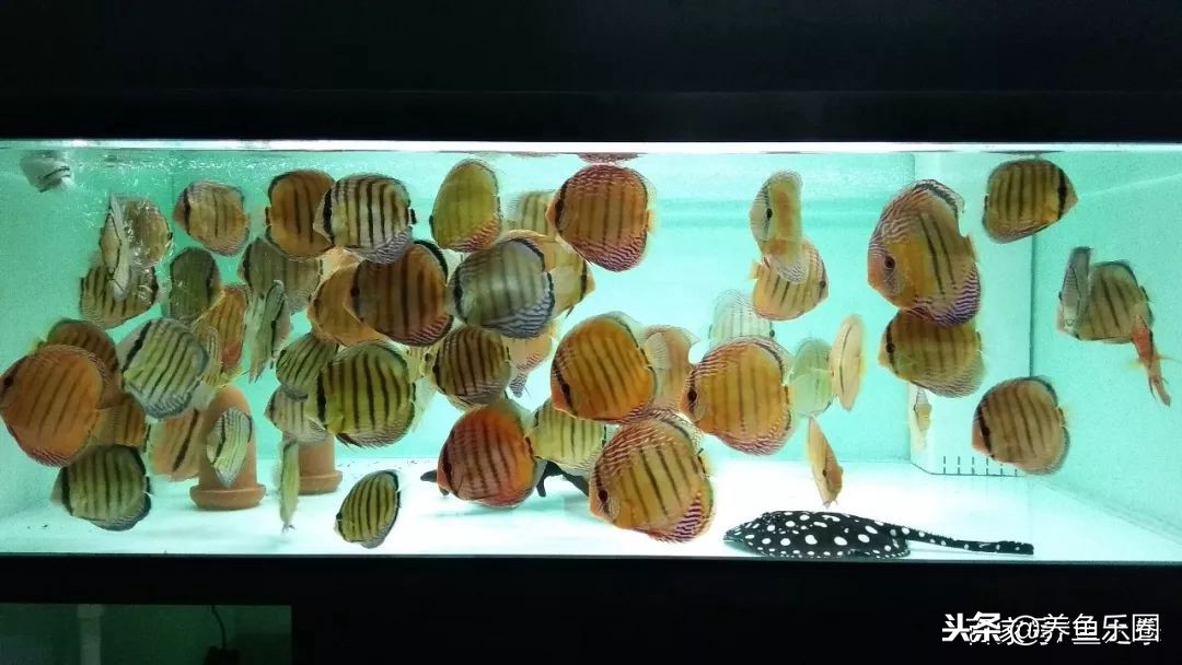 这位土豪家的渔场,光滤材就花了500多万,你确定不要见识一下?