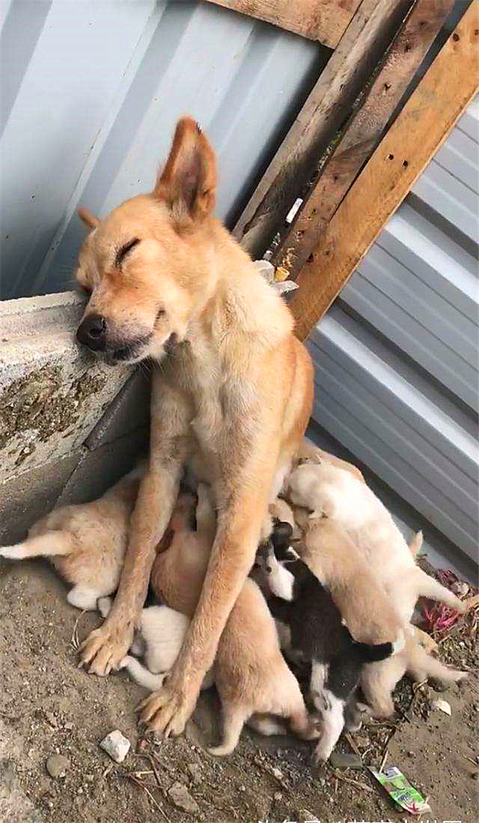 狗狗喂得过饱有什么坏处,辟谣狗狗不能吃盐会有泪痕