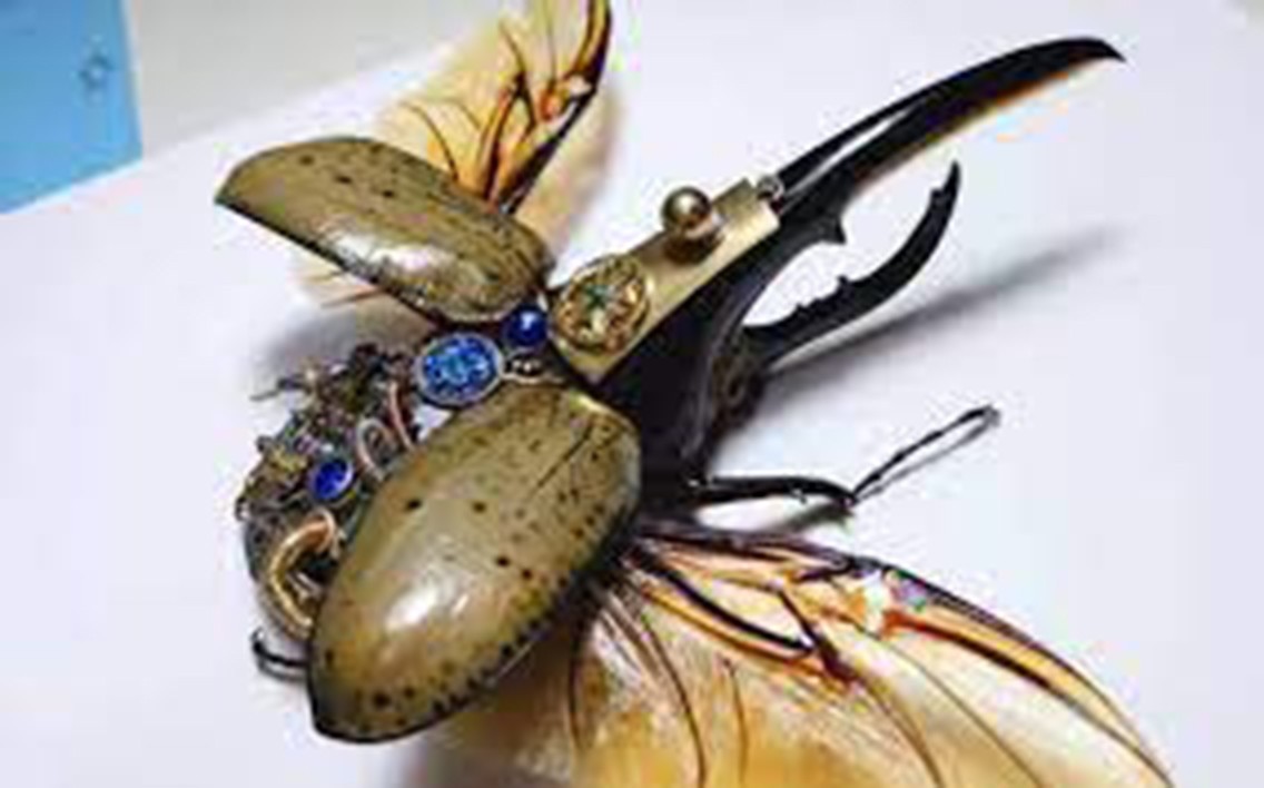 长戟大兜虫为什么淘宝上还能卖,长戟大兜虫中国养违法吗