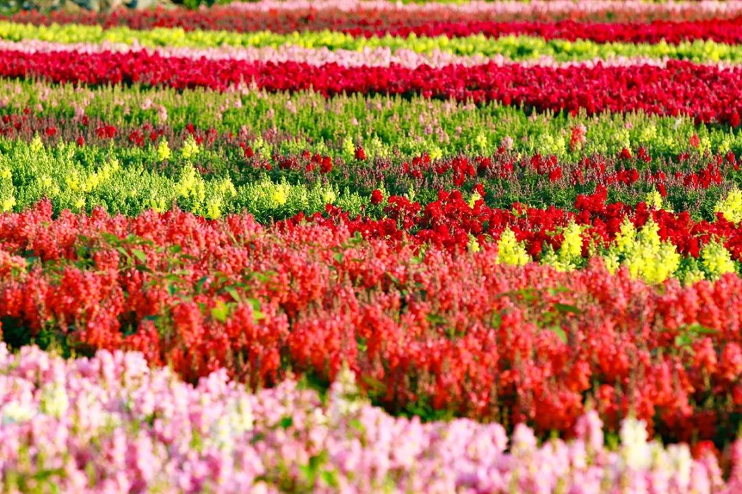 广州彩色油菜花田,广州最全浪漫花海打卡地点在哪里