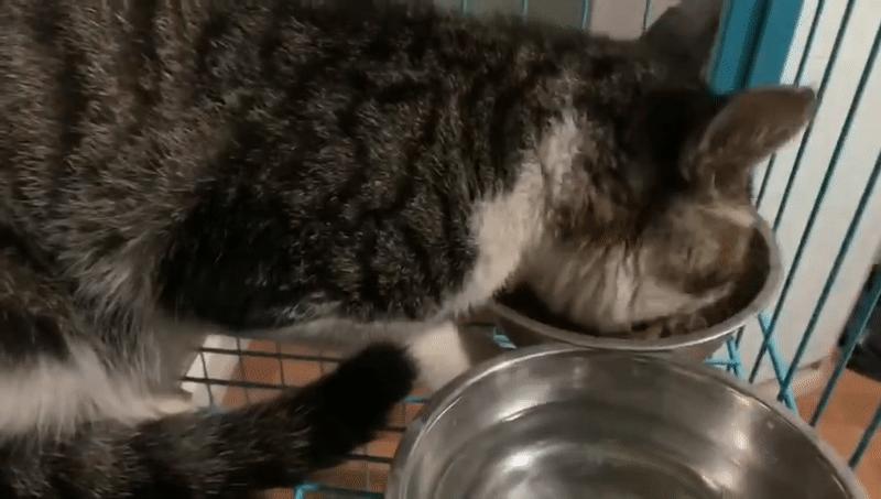 猫的叫声能看出什么,猫的声音叫你好