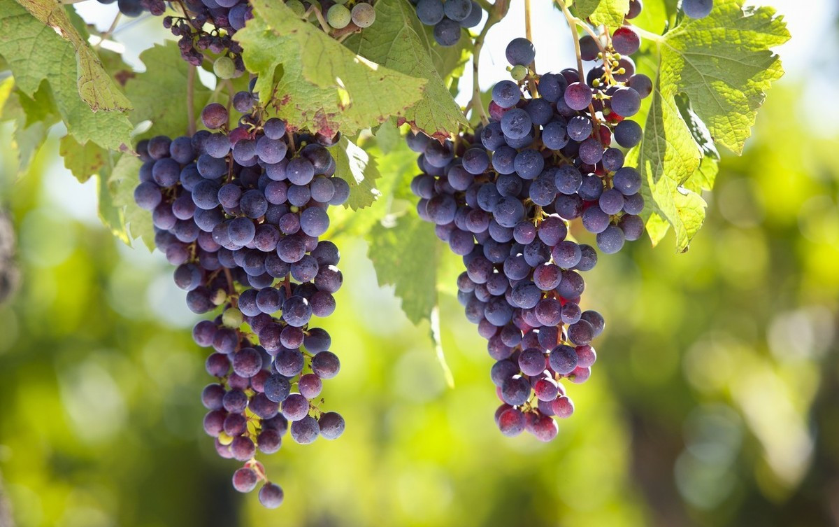 西昌葡萄都集中在哪里,西昌的葡萄是哪些品种