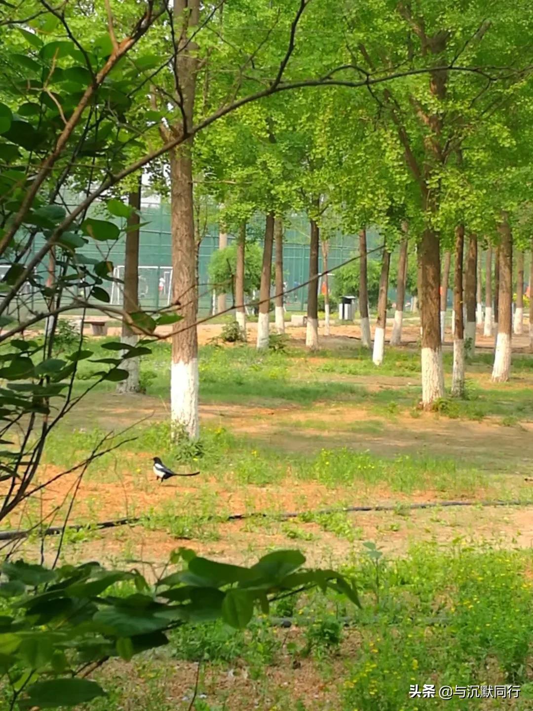 北京的天元公园是哪,北京天元公园视频