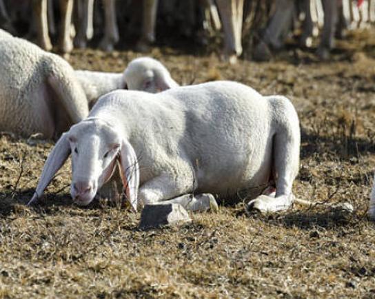 母羊流产后如何处理,母羊流产了怎么给母羊保健