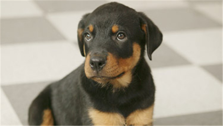 给狗驱虫狗为什么还会有跳蚤,给狗驱虫会导致拉稀吗