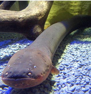 亚马逊河流中最恐怖的存在,亚马逊河流中的八大凶残生物