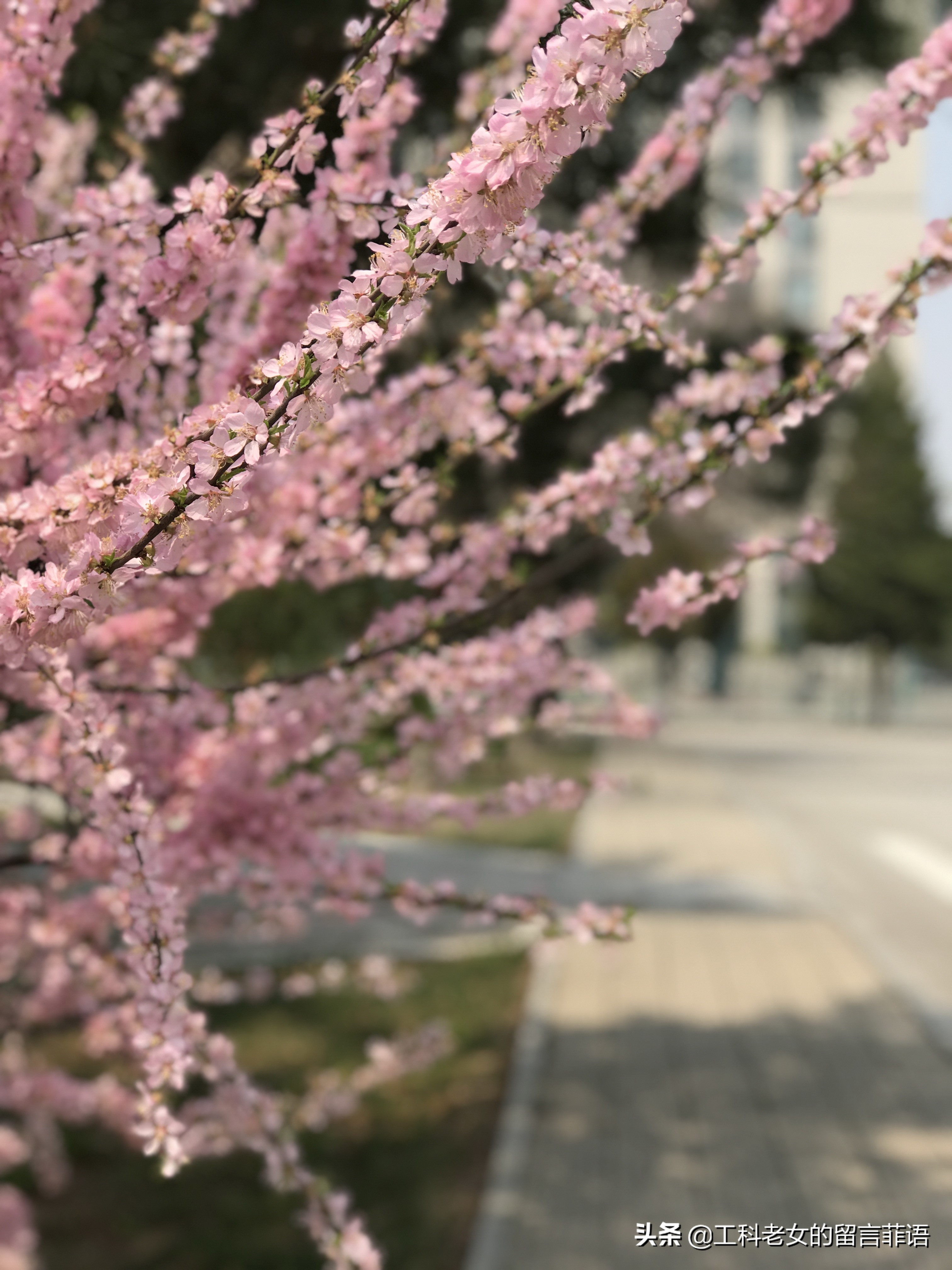 带你领略自然美,带你领略春天独有的浪漫