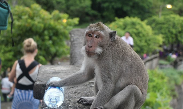 意大利旅游团骗局,意大利旅游骗局揭秘