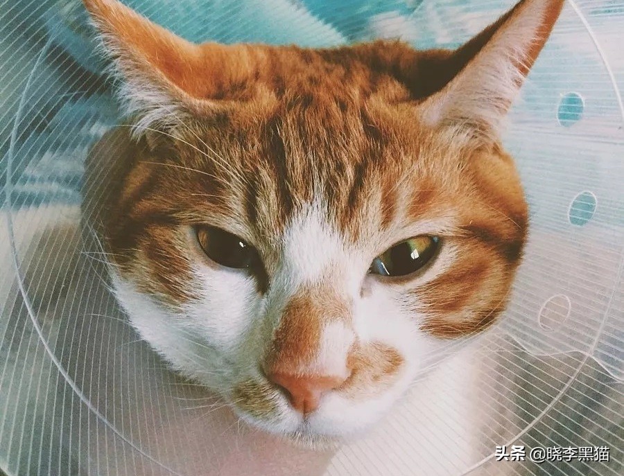 猫咪绝育手术之后怎么护理,猫咪绝育手术后怎么护理