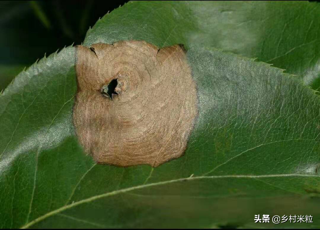 这一圈一圈酷似年轮又像同心圆的病害，到底是什么，该怎么防治？