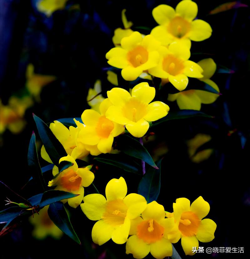 哪些花气味有毒不能养,哪10种花有毒