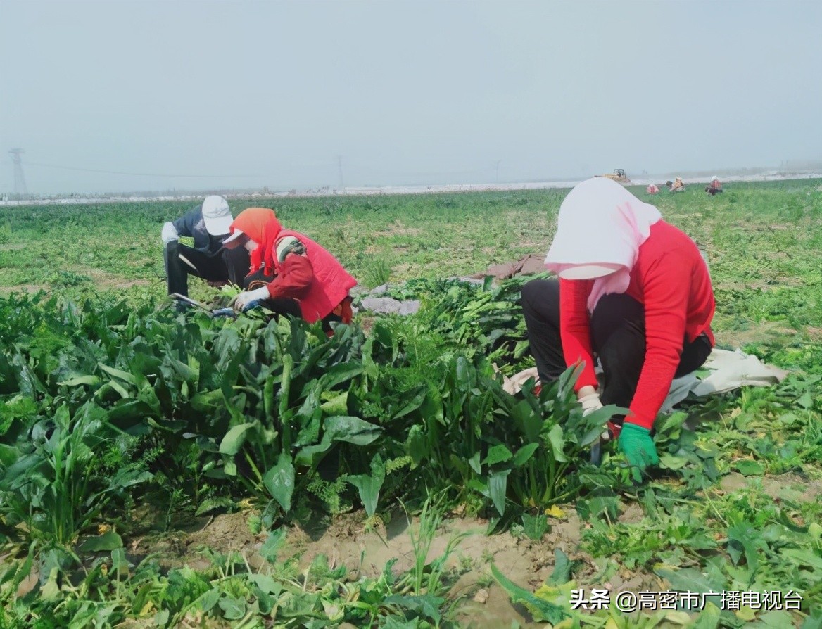 2024年高密市乡村振兴项目,潍坊市高密市农业发展