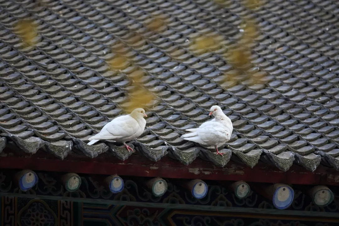 西安人为什么长不胖,西安人为什么不会胖