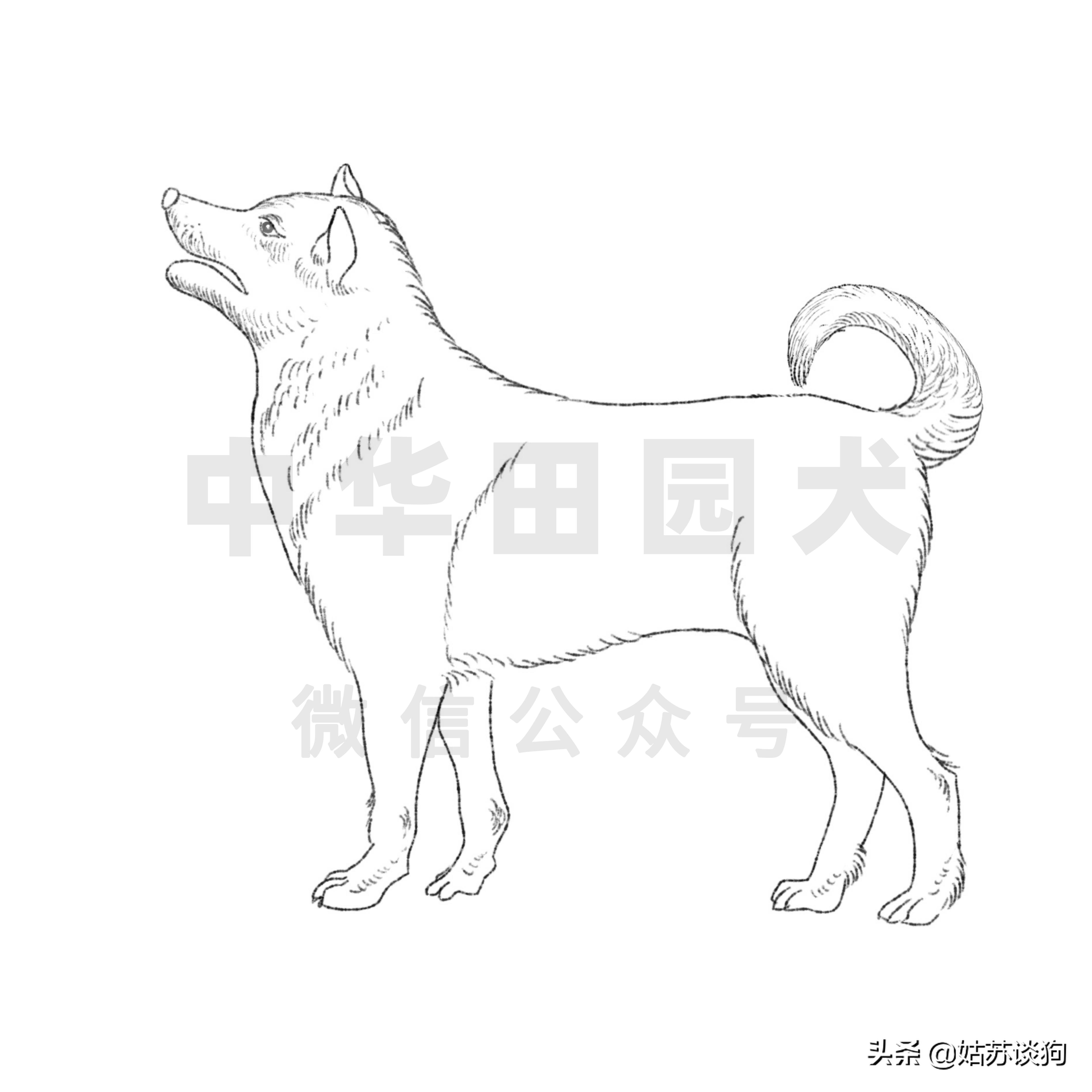 土狗中华田园犬种类,中华田园犬和土狗是一样的品种吗