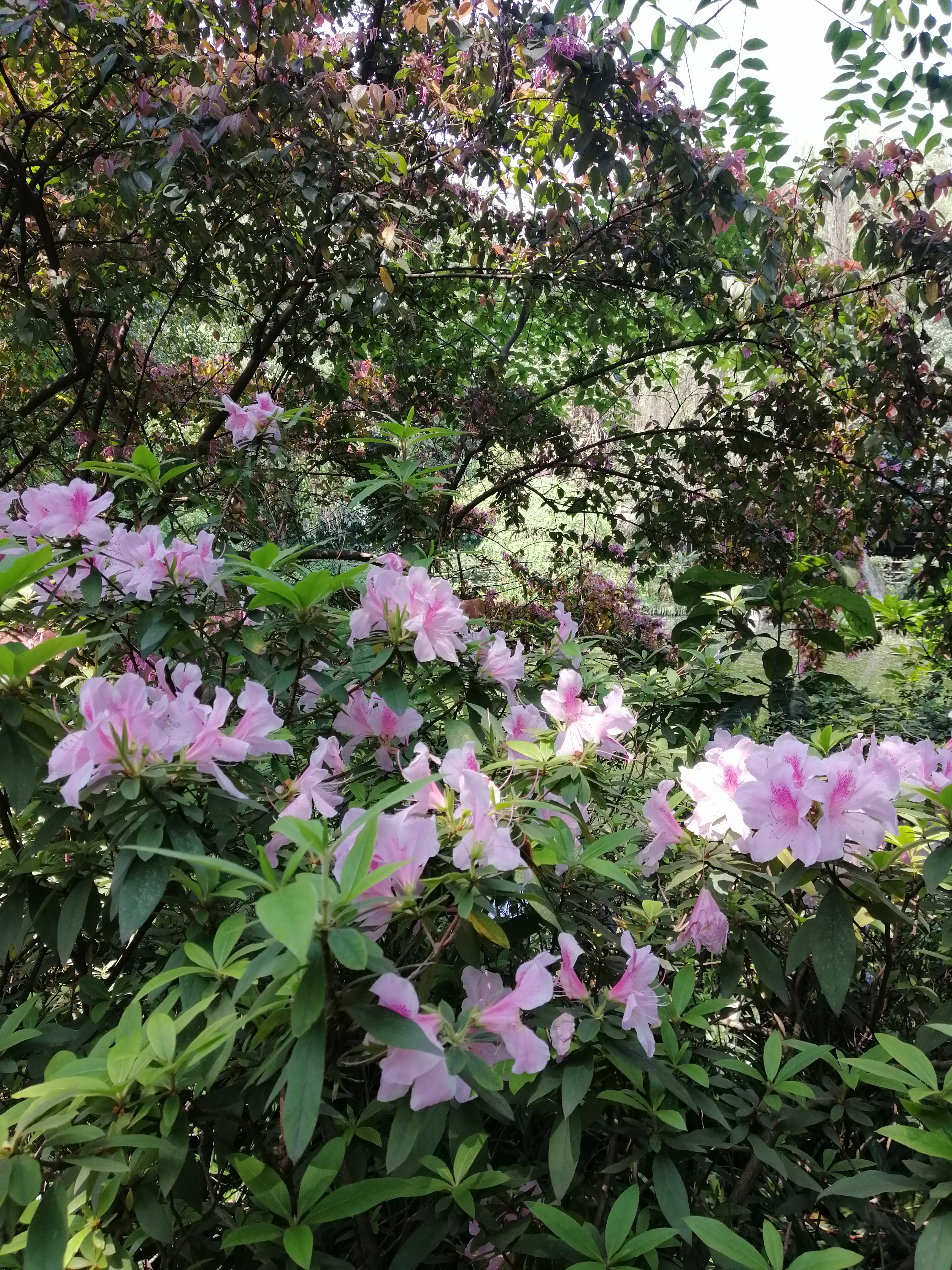 绿色的希望儿歌,绿色的希望北京农学院