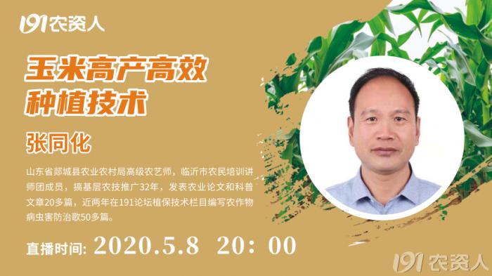 河南适合种植高产玉米,玉米高产高效种植技术