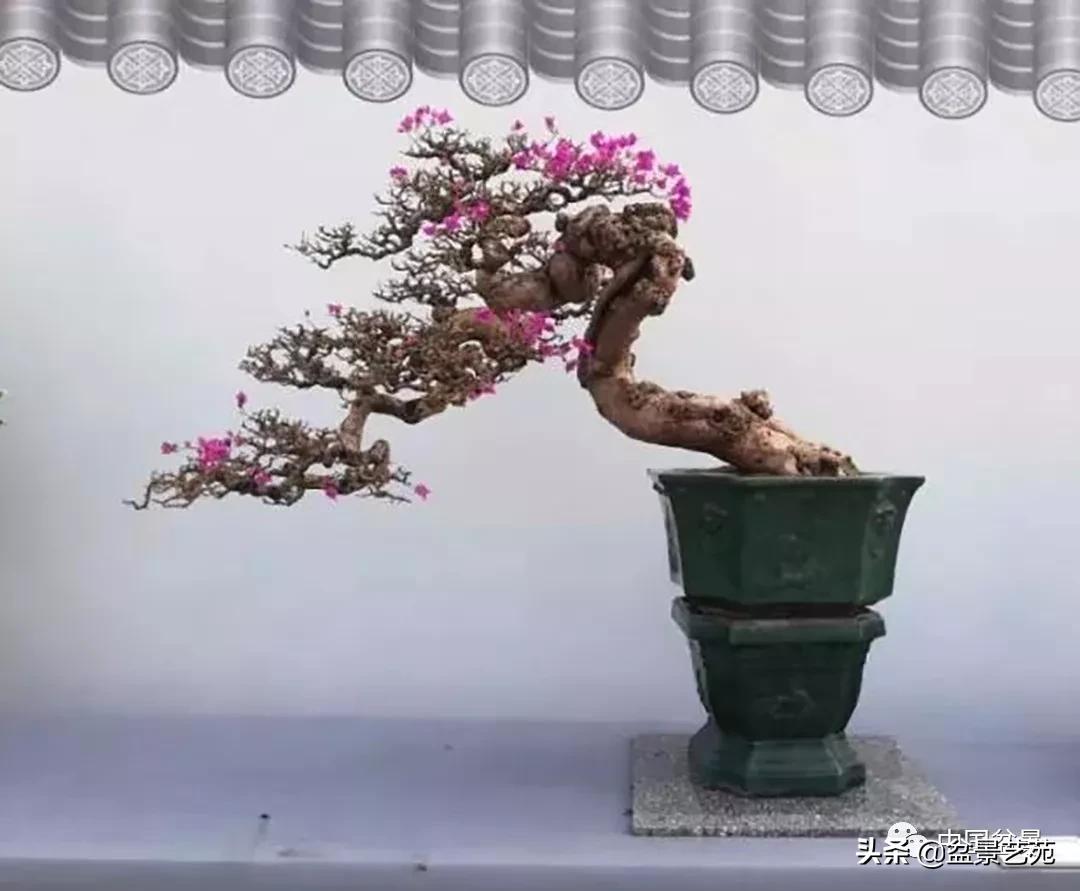 学盆景入门教程书,学习盆景制作视频